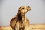骆驼股份(骆驼股份在工业互联网领域取得新进展)