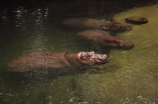 【河马视频】了解世界上最大的水生哺乳动物河马