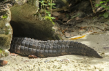 令人惊叹的鳄鱼世界：来看看crocodile在自然界的故事