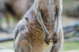 袋熊：澳洲独有的珍稀哺乳动物