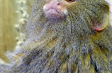 侏儒狨——世界最小的猴子
