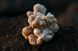 桃叶珊瑚：珊瑚中的翡翠，为何被叫做「绿宝石」？