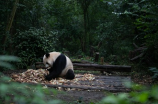熊猫图片(中国国宝：熊猫图片欣赏)