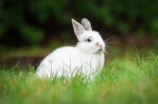小白兔和小灰兔的故事(小白兔和小灰兔的故事：友谊之情)
